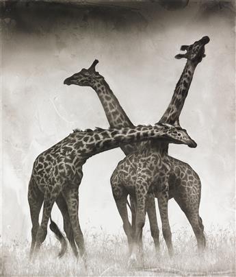 NICK BRANDT (1964- ) Giraffe Triptych, Maasai Mara.